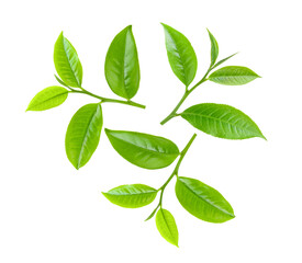 Fototapeta na wymiar Tea leaf isolated on transparent png