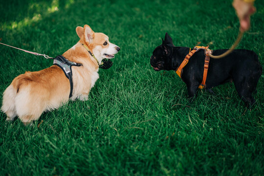 Two dogs corgi and french bulldog meet on the lawn friendly communication of pets. Happy animal friendship wearing leash breast-band