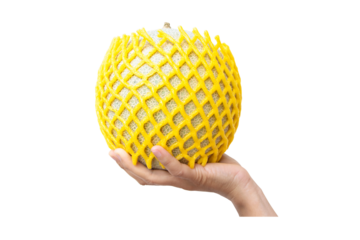 Fresh Melon covered by Shockproof foam yellow with hand hold up. Japanese melons, honey melon with foam net. Green melon or cantaloupe in fruit packaging net.