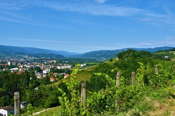 Fototapeta na wymiar View of the outskirts of Maribor city in Stajerska, Slovenia and forest covered hills with a common grape vine (Vitis vinifera) in front