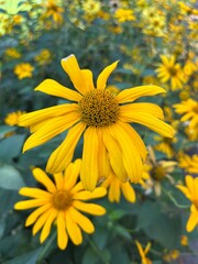 sunflower in the garden