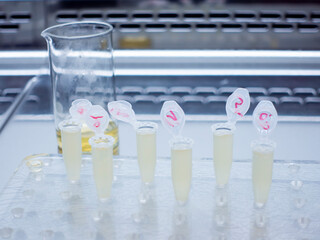 Open test tubes with a yellow liquid are placed in a row on a laboratory tablet, the steps for...