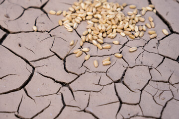 cereal grains spilled on dried soil. hunger catastrophe with global famine and drought.
