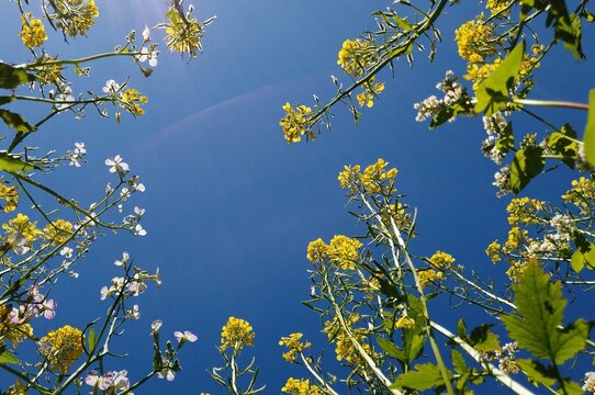 Wei&szlig;er Senf und Ackerh&auml;derich in einem Wildblumenbeet, Froschperspektive
