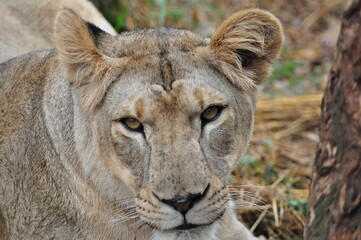 Portrait of lioness resting in natural habitat, India