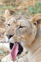 Naklejka na ściany i meble Portrait of yawning lioness, India