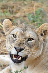 Obraz na płótnie Canvas Portrait of angry lioness looking at camera, India