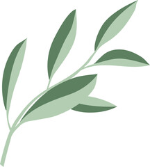 Olive Leaf Illustrator