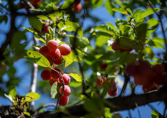 red wild and transparent cherry plum on green branches against the blue sky in the mountains of Armenia