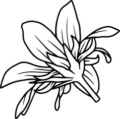 Wild Flower Sketch Line Art
