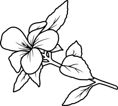 Hand Drawn Flower Sketch Line Art Illustration
