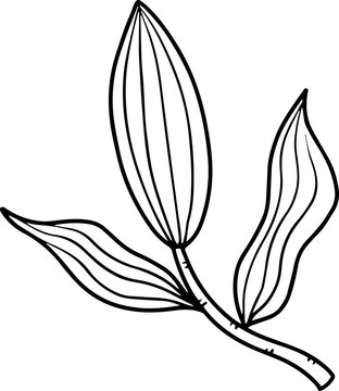 Line Art Wild Flower Illustration
