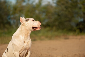 American Staffordshire Terrier sitting on sand and looking away in rural, close up portrait