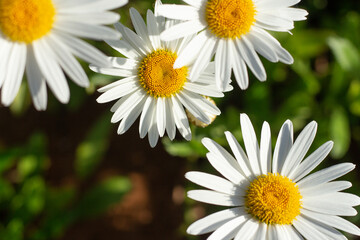 Fototapeta premium .beautiful green background filled with daisies