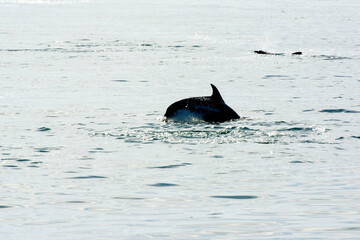 Fototapeta premium dolphin in the water