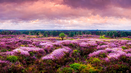 Obraz premium Lavender fields.Rural landscape.