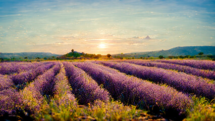 Fototapeta na wymiar Lavender fields.Rural landscape.