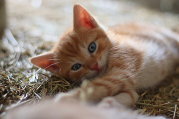 Katzenkind (ca. 6 Wochen alt)