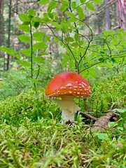 fly agaric mushroom
