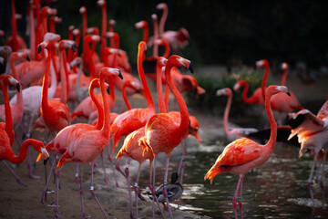 Naklejka na ściany i meble Greater flamingo, Phoenicopterus roseus. Colony of pink Flamingos grooming while wading in a pond.