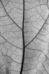 Close up of translucent leaf with vein structures branched like a tree, stalk and and hairy surface back lit by sunlight. Macro clsoe up with selective focus many details, black and white grey scale