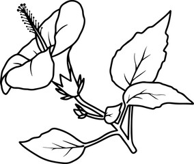 Hand Drawn Flower Sketch Line Art
