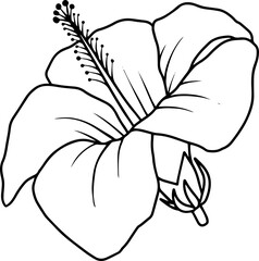 Line Art Hibiscus Flower Illustration
