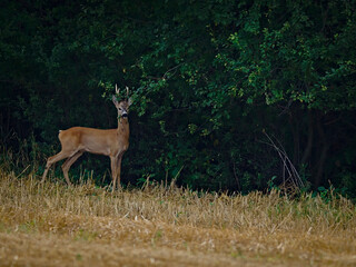 A young roe deer on the border of a forest and farmland.