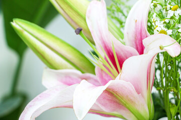 Close up of Pink purple blossoming lily flower with two unopened lilies, showing their texture, shape and colour