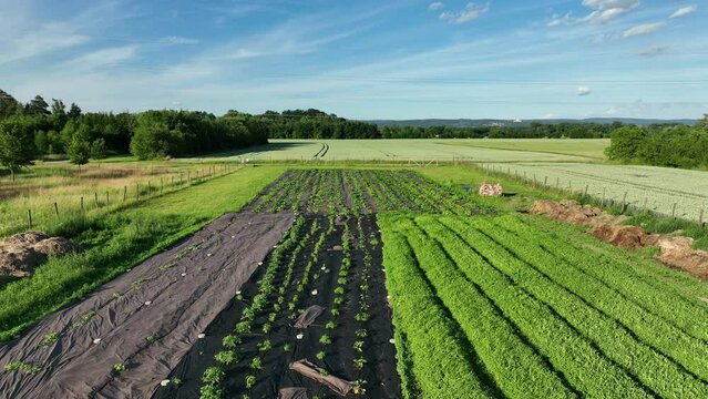 Farm drone aerial garden tomato pepper planting foil vegetable bio farmer farming Capsicum Solanum lycopersicum agricultural fruit tree video shot plant leaves bio organic plantation Europe harvest
