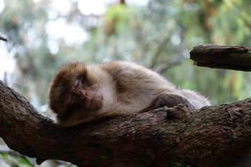 Schlafender Berberaffe auf einem Baumstamm im Wald