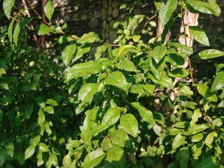 green leaves in the garden