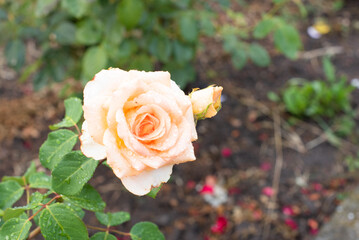 Cream rose blooming in the garden, summer blossom