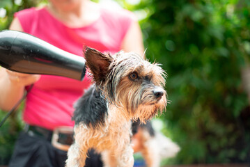 Grooming, groomer dries the hair of yorkshire terrier  with a hair dryer, professional care of the dog. Wet dog after bathing