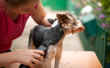Grooming. Groomer makes hairstyle and 
hygienic procedures of yorkshire terrier dog at home outdoors. Salon professional care