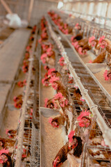 Eggs chicken farm, Chickens in battery cages laying eggs	