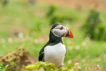 Atlantic puffin (Fratercula arctica) on Skomer Island, Wales.