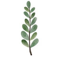 green leaf isolated on white background