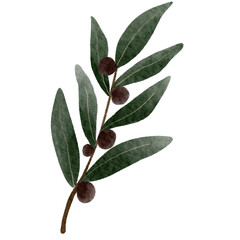 olive branch isolated on white