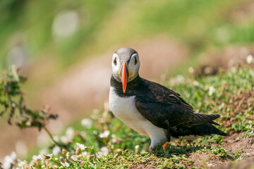 Atlantic puffin (Fratercula arctica) on Skomer Island, Wales.