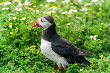 Atlantic puffin (Fratercula arctica) on Skomer Island, Wales.