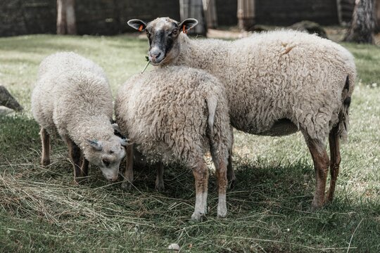 Finnish Landrace grazing in the field
