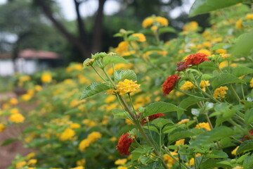 Colorful Chrysanthemums flowers blooming in a farm