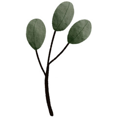 leaves isolated on white background