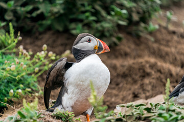 Atlantic puffin (Fratercula arctica) on Skomer Island, Wales.