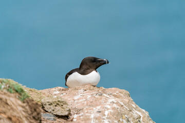 Razorbill (Alca torda) on Skomer Island, Wales