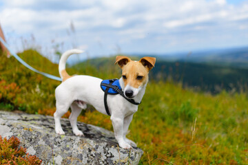 Jack Russell terrier dog is standing on a stone against the background of mountains