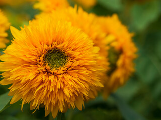 八重咲きのひまわり