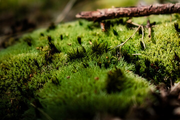 Nahaufnahme von Moos auf dem Waldboden