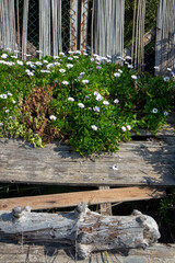 white and purple flowers on the sand with wooden fence